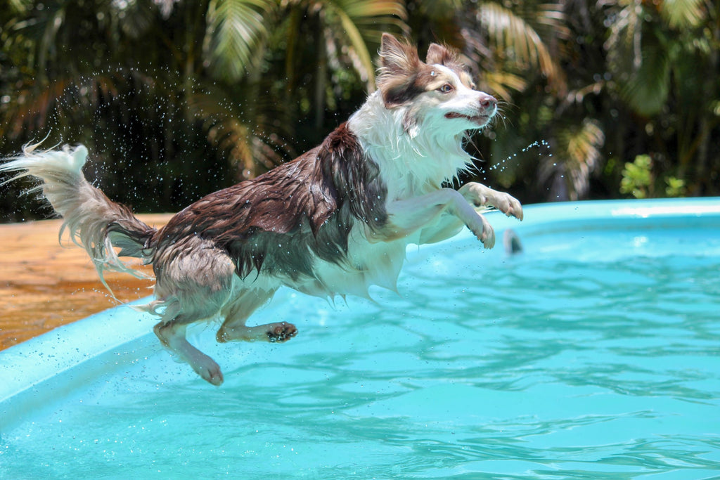 K9 Swim & Hydrotherapy